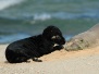 Monkseal