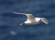 Koa'e 'Ula (Red-tailed Tropic Bird)