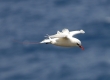 Koa'e 'Ula (Red-tailed Tropic Bird)