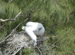 'A (Red-footed Booby)