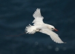 Koa'e 'Ula (Red-tailed Tropic Bird)