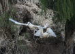 Koa'e Kea (The White-tailed Tropicbird)