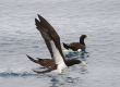 'A (Brown Booby)