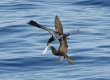 'A (Brown Booby)