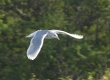 Glaucous-winged Gull