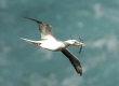 'A (Red-footed Booby)