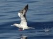 'A (Red-footed Booby)