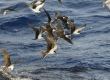 Sooty Tern