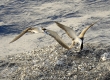 Sooty Tern