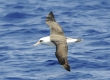 Laysan Albatross