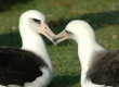 Laysan Albatross