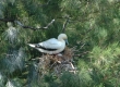 'A (Red-footed Booby)