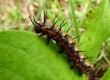 Gulf Fritillary Caterpillar