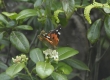 Kamehameha Butterfly