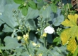 Cabbage Butterfly