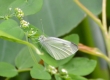 Cabbage Butterfly