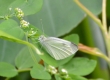 Cabbage Butterfly