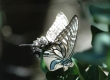 Chinese Swallowtail Butterfly