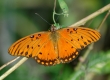 Gulf Fritillary Butterfly