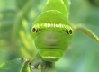 Chinese Swallowtail Caterpillar