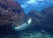 Monk Seal