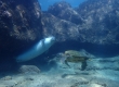 Monk Seal