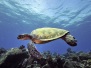 Underwater Kauai