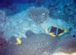 Fiji0486a