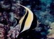 Moorish Idol