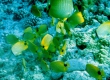 Milletseed Butterflyfish