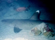 Whitetip Reef Shark