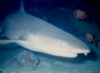 Whitetip Reef Shark