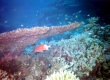 Fiji0481a