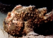 Frogfish