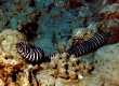 Zebra Moray