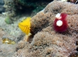 Christmas-tree Worms (Goto)