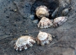 Limpets (Enoshima)