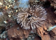Feather-duster Worm (Enoshima)
