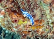 Festive Nudibranch (Enoshima)