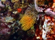 Feather-duster Worm (Izumo)