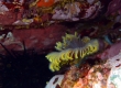 Feather-duster Worm (Izumo)