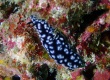 Pustulose Nudibranch