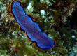 Fuchsia Flatworm