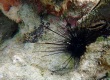 Blue-lined Long-spine Urchin