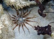 Striped Sand Anemone