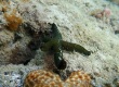 Green Starfish