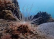 Tube Anemone