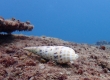 Auger Shell (Miyakojima)