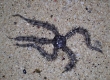 Brittle Star (Amami Oshima)