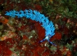 Blue Dragon Nudibranch (Enoshima)